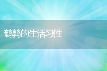 鹌鹑的生活习性