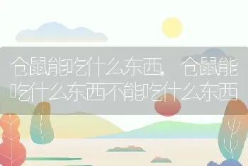 仓鼠能吃什么东西，仓鼠能吃什么东西不能吃什么东西