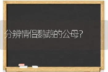 分辨情侣鹦鹉的公母？