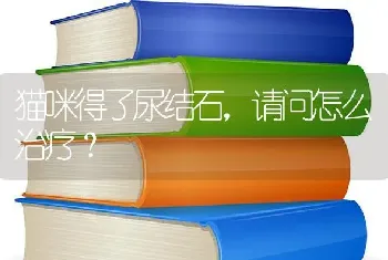 猫咪得了尿结石，请问怎么治疗？