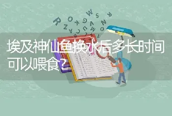 埃及神仙鱼换水后多长时间可以喂食？