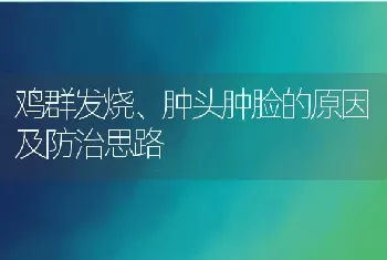 鸡群发烧、肿头肿脸的原因及防治思路