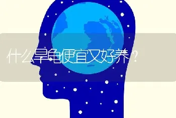 什么旱龟便宜又好养？