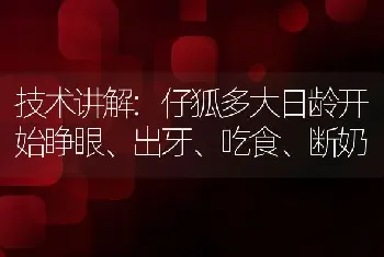 技术讲解:仔狐多大日龄开始睁眼、出牙、吃食、断奶