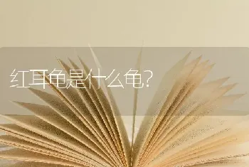 红耳龟是什么龟？