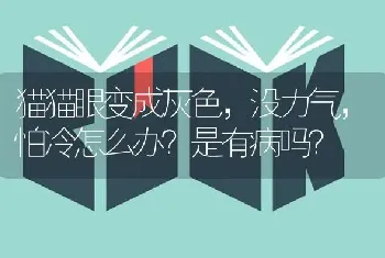 猫猫眼变成灰色，没力气，怕冷怎么办？是有病吗？