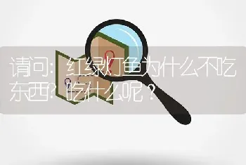 请问:红绿灯鱼为什么不吃东西？吃什么呢？