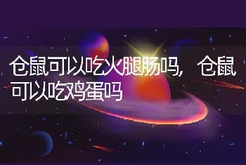 仓鼠可以吃火腿肠吗，仓鼠可以吃鸡蛋吗