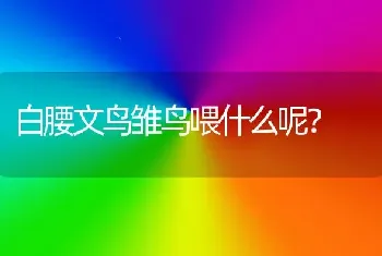 白腰文鸟雏鸟喂什么呢？