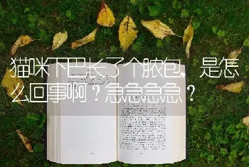 猫咪下巴长了个脓包，是怎么回事啊？急急急急？