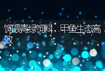 饲喂青绿饲料甲鱼生态高效