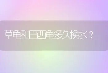 草龟和巴西龟多久换水？