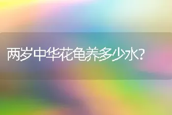 两岁中华花龟养多少水？