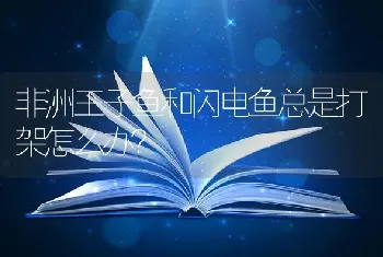 非洲王子鱼和闪电鱼总是打架怎么办？