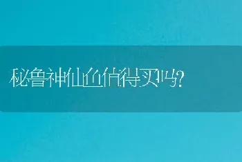 秘鲁神仙鱼值得买吗？