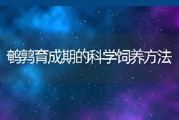 池塘高密度养鳅技术