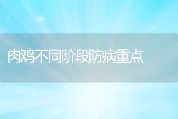 肉鸡不同阶段防病重点