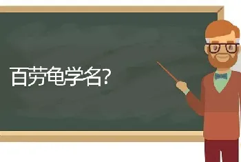 百劳龟学名？