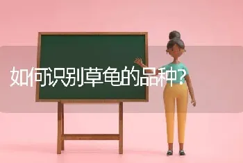 如何识别草龟的品种？