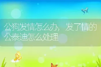 公狗发情怎么办，发了情的公泰迪怎么处理