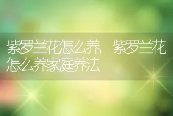 紫罗兰花怎么养，紫罗兰花怎么养家庭养法