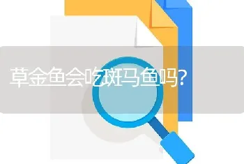 草金鱼会吃斑马鱼吗？