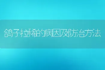 鸽子拉稀的病因及防治方法