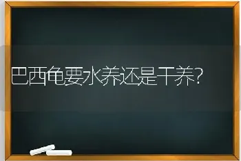 鹦鹉大概多少钱一只品种不同价格差异很大？