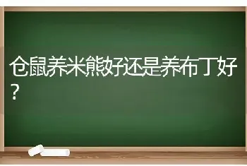 仓鼠养米熊好还是养布丁好？