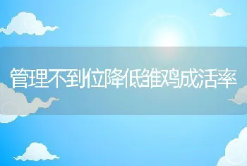 管理不到位降低雏鸡成活率