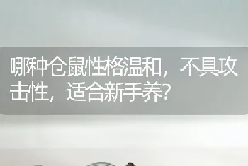 哪种仓鼠性格温和，不具攻击性，适合新手养？