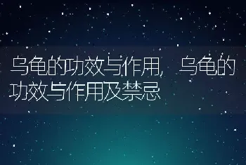 乌龟的功效与作用，乌龟的功效与作用及禁忌