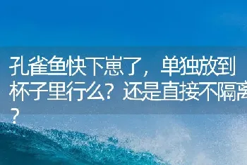 孔雀鱼快下崽了，单独放到杯子里行么？还是直接不隔离？