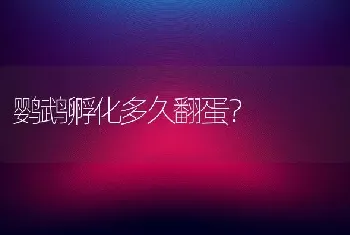 鹦鹉孵化多久翻蛋？