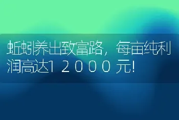 蚯蚓养出致富路，每亩纯利润高达12000元！