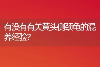 有没有有关黄头侧颈龟的混养经验？