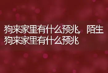 狗来家里有什么预兆，陌生狗来家里有什么预兆