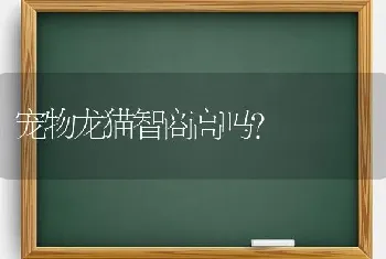 宠物龙猫智商高吗？