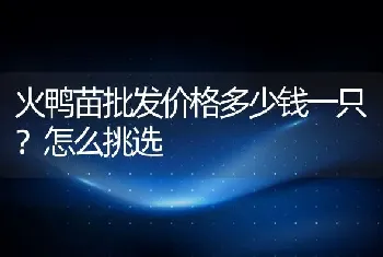 火鸭苗批发价格多少钱一只？怎么挑选