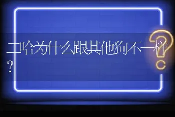 二哈为什么跟其他狗不一样？