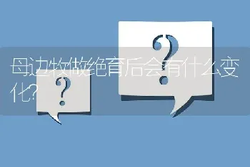 母边牧做绝育后会有什么变化？