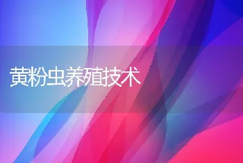 黄粉虫养殖技术