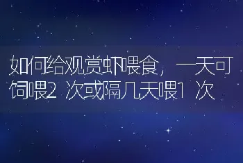 如何给观赏虾喂食，一天可饲喂2次或隔几天喂1次