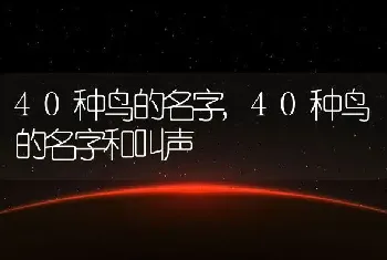 40种鸟的名字，40种鸟的名字和叫声