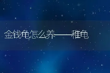 金钱龟怎么养——稚龟