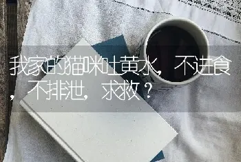 狮子猫的品种特征？