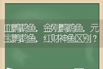 血鹦鹉鱼，金刚鹦鹉鱼，元宝鹦鹉鱼，红财神鱼区别？