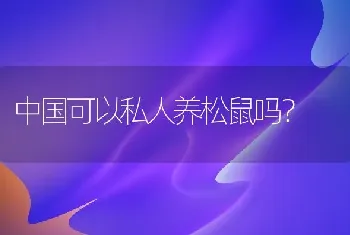 中国可以私人养松鼠吗？