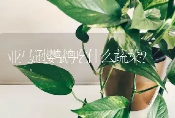 亚马逊鹦鹉吃什么蔬菜？