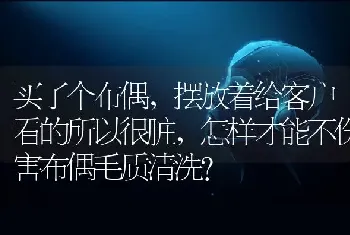 买了个布偶，摆放着给客户看的所以很脏，怎样才能不伤害布偶毛质清洗？